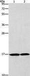 Glia Maturation Factor Gamma antibody, PA5-50345, Invitrogen Antibodies, Western Blot image 