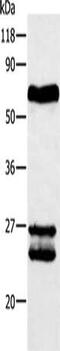 ATP Binding Cassette Subfamily G Member 2 (Junior Blood Group) antibody, CSB-PA988836, Cusabio, Western Blot image 