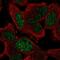 GEN1 Holliday Junction 5' Flap Endonuclease antibody, NBP2-30783, Novus Biologicals, Immunofluorescence image 