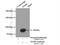 Transglutaminase 5 antibody, 25071-1-AP, Proteintech Group, Immunoprecipitation image 