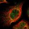 Ataxin 1 antibody, NBP1-90065, Novus Biologicals, Immunofluorescence image 