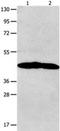 Neurotensin Receptor 1 antibody, orb107565, Biorbyt, Western Blot image 