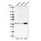 Ribonuclease P/MRP Subunit P38 antibody, NBP2-13260, Novus Biologicals, Western Blot image 