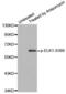 ETS Transcription Factor ELK1 antibody, abx000185, Abbexa, Western Blot image 