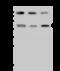 Phosphate Cytidylyltransferase 1, Choline, Alpha antibody, 202950-T44, Sino Biological, Western Blot image 