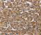 Bone Morphogenetic Protein 15 antibody, MBS2516631, MyBioSource, Immunohistochemistry frozen image 