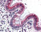 Synaptotagmin 1 antibody, ADI-VAS-SV008-F, Enzo Life Sciences, Immunohistochemistry paraffin image 