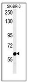 Ras-associating and dilute domain-containing protein antibody, AP53569PU-N, Origene, Western Blot image 