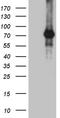 Zinc Finger Protein 264 antibody, CF810500, Origene, Western Blot image 