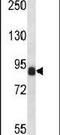 Cyclin T1 antibody, PA5-24163, Invitrogen Antibodies, Western Blot image 