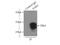 GAR1 Ribonucleoprotein antibody, 11711-1-AP, Proteintech Group, Immunoprecipitation image 