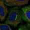 Acid Sensing Ion Channel Subunit 1 antibody, NBP2-58458, Novus Biologicals, Immunofluorescence image 