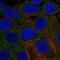 Phosphorylase Kinase Catalytic Subunit Gamma 2 antibody, NBP2-55815, Novus Biologicals, Immunofluorescence image 