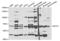 Microcephalin 1 antibody, LS-C334076, Lifespan Biosciences, Western Blot image 