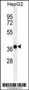 Aldo-Keto Reductase Family 1 Member C2 antibody, 56-299, ProSci, Western Blot image 