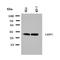 LIM And SH3 Protein 1 antibody, orb137985, Biorbyt, Western Blot image 