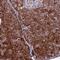 WW Domain Binding Protein 11 antibody, PA5-61236, Invitrogen Antibodies, Immunohistochemistry frozen image 