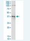 Alcohol Dehydrogenase 5 (Class III), Chi Polypeptide antibody, H00000128-M12-100ug, Novus Biologicals, Western Blot image 