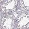 Mediator Complex Subunit 26 antibody, NBP2-62629, Novus Biologicals, Immunohistochemistry paraffin image 