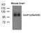 GluA1 antibody, GTX50729, GeneTex, Western Blot image 