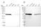 Tu Translation Elongation Factor, Mitochondrial antibody, NBP1-84889, Novus Biologicals, Western Blot image 