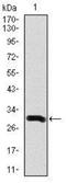 Doublecortin antibody, NBP2-37476, Novus Biologicals, Western Blot image 