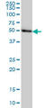 Transcriptional adapter 2-beta antibody, LS-C105195, Lifespan Biosciences, Western Blot image 