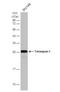 Tetraspanin 1 antibody, NBP1-30931, Novus Biologicals, Western Blot image 