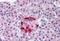 Glucagon antibody, MBS241764, MyBioSource, Immunohistochemistry paraffin image 