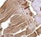 Iron-Sulfur Cluster Assembly Enzyme antibody, GTX115709, GeneTex, Immunohistochemistry paraffin image 