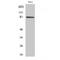 Anaphase Promoting Complex Subunit 5 antibody, LS-C382050, Lifespan Biosciences, Western Blot image 