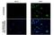 Androgen Receptor antibody, GTX636639, GeneTex, Immunohistochemistry paraffin image 