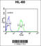Nuclear Autoantigenic Sperm Protein antibody, 61-706, ProSci, Immunofluorescence image 