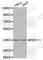 Purinergic Receptor P2Y11 antibody, A3061, ABclonal Technology, Western Blot image 