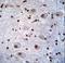 Paired Box 6 antibody, LS-C163392, Lifespan Biosciences, Immunohistochemistry paraffin image 
