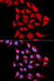 Proteasome Subunit Alpha 6 antibody, 18-561, ProSci, Immunofluorescence image 
