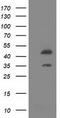 Schlafen Like 1 antibody, LS-C115792, Lifespan Biosciences, Western Blot image 