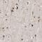 Cell Division Cycle 5 Like antibody, PA5-52276, Invitrogen Antibodies, Immunohistochemistry frozen image 