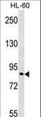 TGF-Beta Activated Kinase 1 (MAP3K7) Binding Protein 3 antibody, LS-C164004, Lifespan Biosciences, Western Blot image 