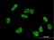 HIF3-alpha antibody, H00064344-B02P, Novus Biologicals, Immunofluorescence image 