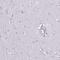 Cathepsin G antibody, NBP2-33498, Novus Biologicals, Immunohistochemistry frozen image 