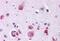 Frizzled Class Receptor 9 antibody, GTX71577, GeneTex, Immunohistochemistry paraffin image 