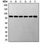 STAT3 antibody, LS-C352900, Lifespan Biosciences, Western Blot image 