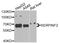 Serpin Family F Member 2 antibody, A9945, ABclonal Technology, Western Blot image 
