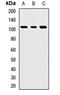 Roundabout homolog 4 antibody, orb412914, Biorbyt, Western Blot image 