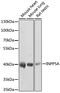 Inositol Polyphosphate-5-Phosphatase A antibody, 19-027, ProSci, Western Blot image 