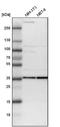 Proteasome 26S Subunit, Non-ATPase 14 antibody, NBP1-80956, Novus Biologicals, Western Blot image 