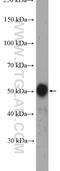 NOP53 Ribosome Biogenesis Factor antibody, 27353-1-AP, Proteintech Group, Western Blot image 