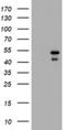 Parvin Beta antibody, NBP2-46327, Novus Biologicals, Western Blot image 