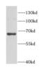 HIRA Interacting Protein 3 antibody, FNab03871, FineTest, Western Blot image 